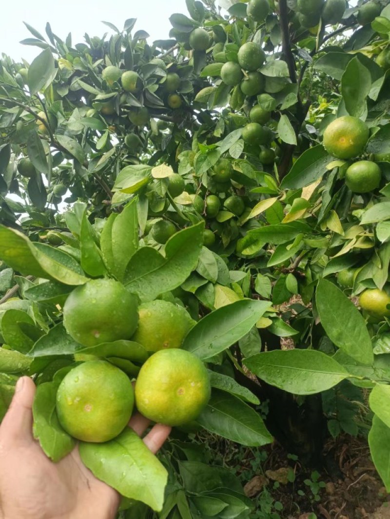 特早蜜橘