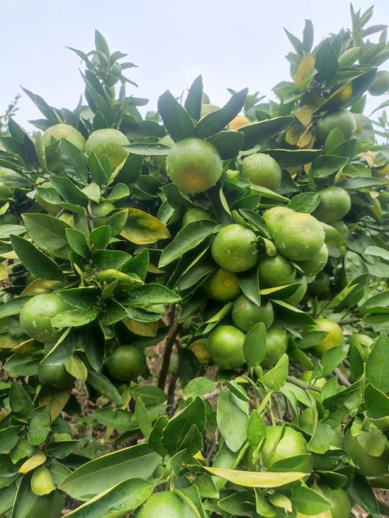 特早蜜橘