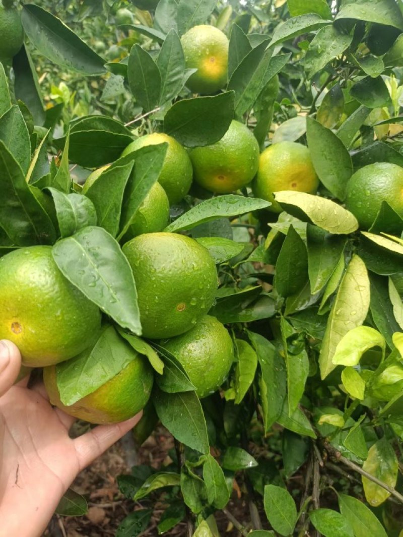 特早蜜橘