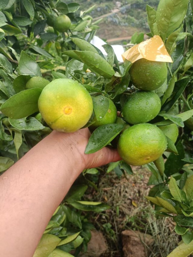 特早蜜橘