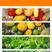 膨果增产桶装肥瓜果蔬菜肥柑橘水溶肥高钙高钾中量元素冲施肥