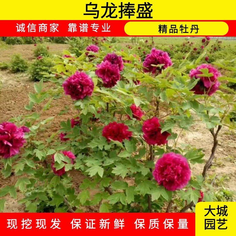 乌龙捧盛正宗牡丹花苗盆栽地栽菏泽基地发货绿植庭院北方耐寒