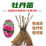 乌龙捧盛正宗牡丹花苗盆栽地栽菏泽基地发货绿植庭院北方耐寒