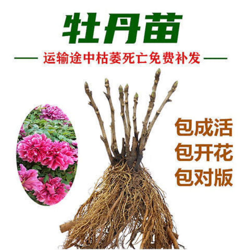 乌龙捧盛正宗牡丹花苗盆栽地栽菏泽基地发货绿植庭院北方耐寒