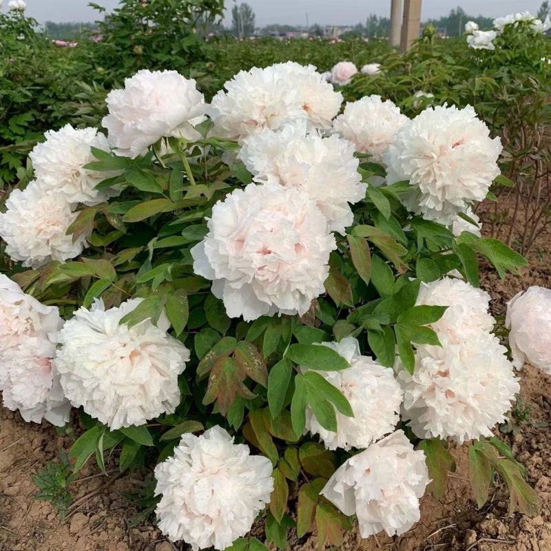乌龙捧盛正宗牡丹花苗盆栽地栽菏泽基地发货绿植庭院北方耐寒