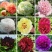 乌龙捧盛正宗牡丹花苗盆栽地栽菏泽基地发货绿植庭院北方耐寒