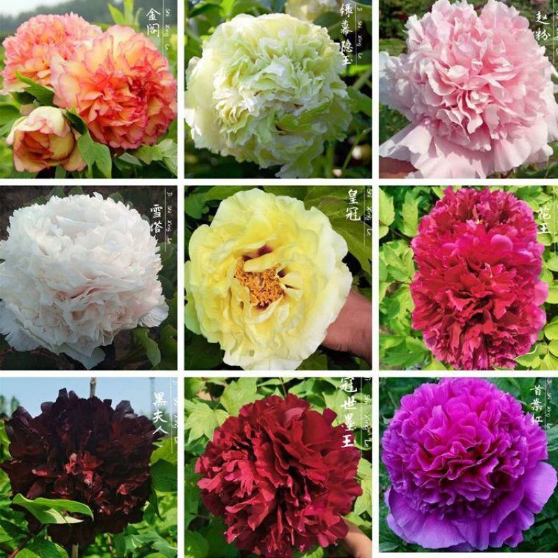 乌龙捧盛正宗牡丹花苗盆栽地栽菏泽基地发货绿植庭院北方耐寒