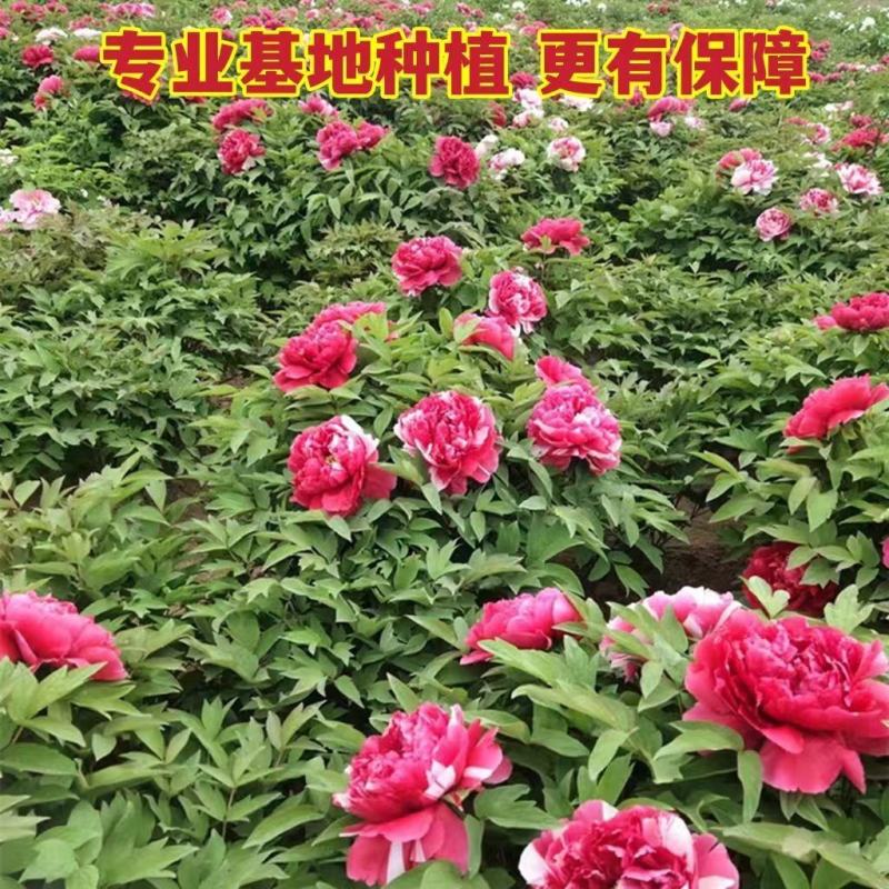 乌龙捧盛正宗牡丹花苗盆栽地栽菏泽基地发货绿植庭院北方耐寒