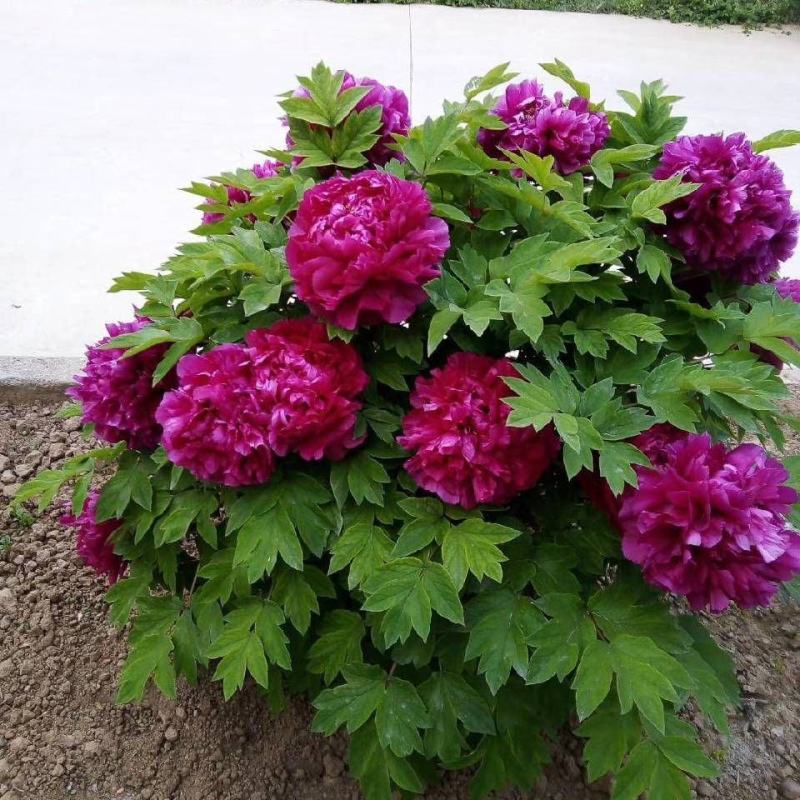 乌龙捧盛正宗牡丹花苗盆栽地栽菏泽基地发货绿植庭院北方耐寒