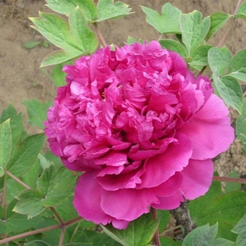 乌龙捧盛正宗牡丹花苗盆栽地栽菏泽基地发货绿植庭院北方耐寒