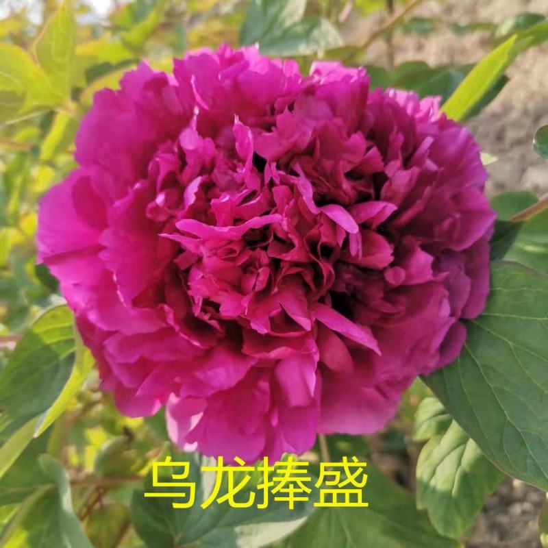 乌龙捧盛正宗牡丹花苗盆栽地栽菏泽基地发货绿植庭院北方耐寒