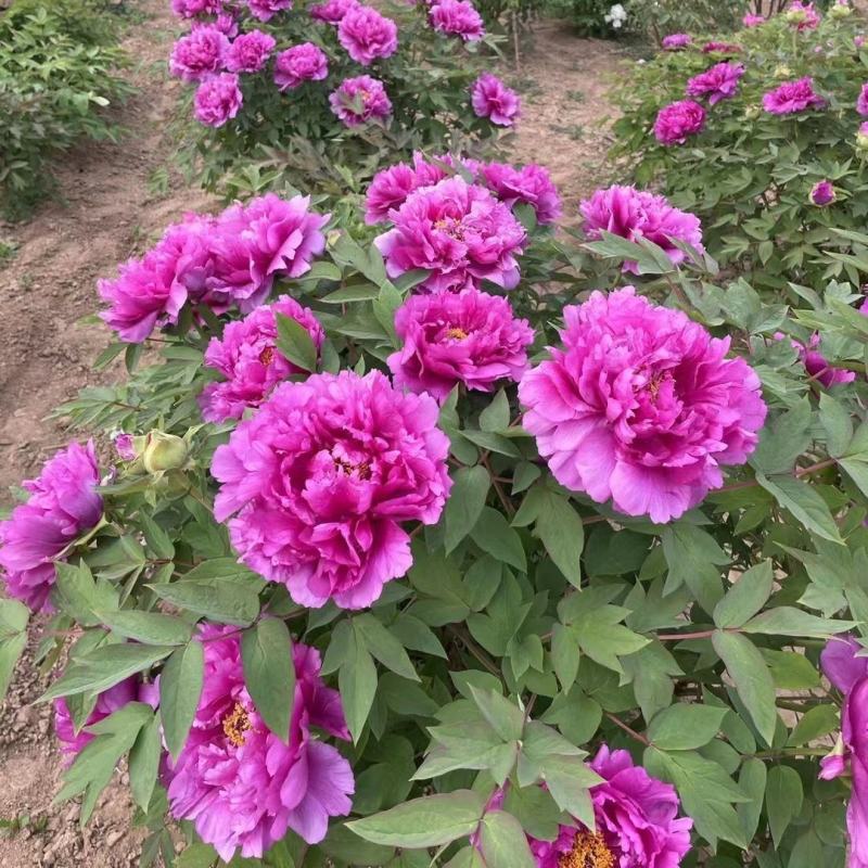 乌龙捧盛正宗牡丹花苗盆栽地栽菏泽基地发货绿植庭院北方耐寒