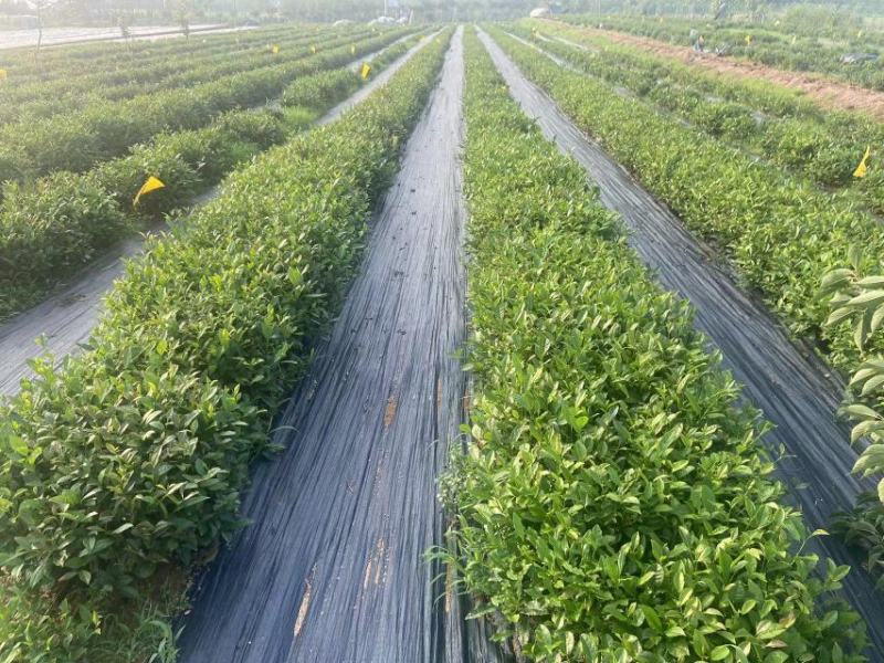 2022年新茶碧螺春一手货源视频看货品质保证包邮