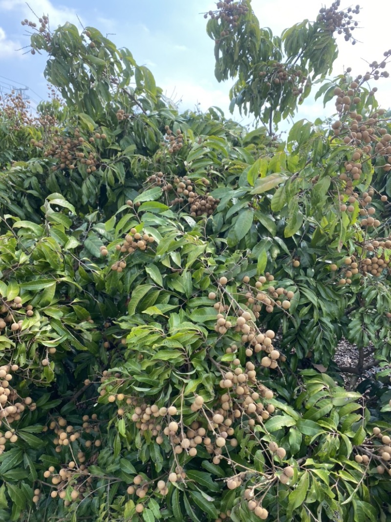 广东茂名石硖龙眼，储良6月底上市，产地直供代收代发