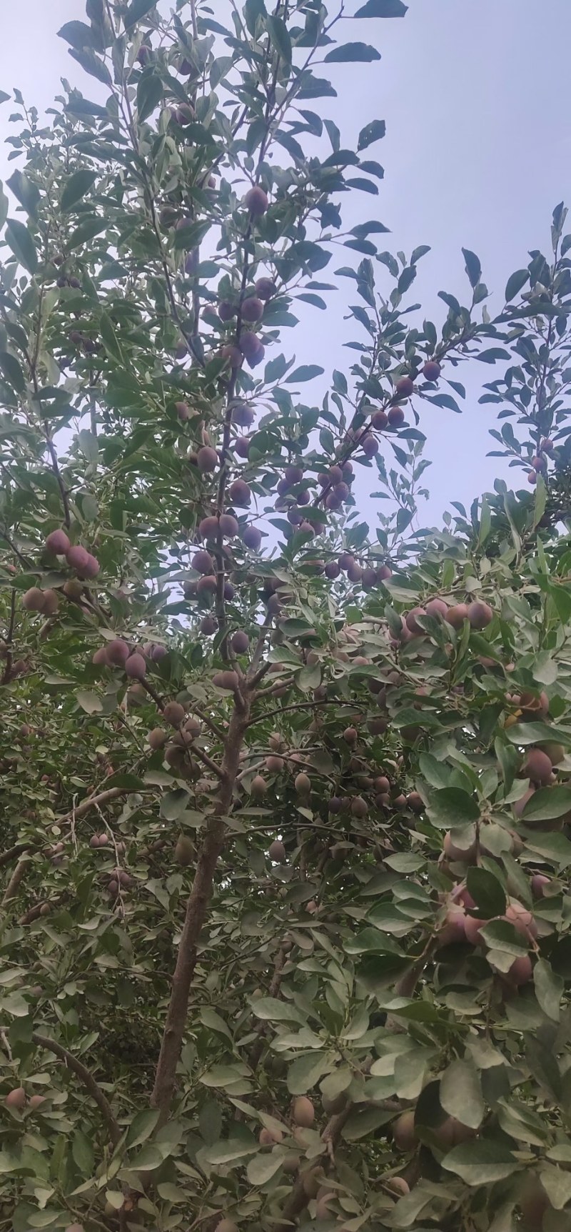 伽师西梅