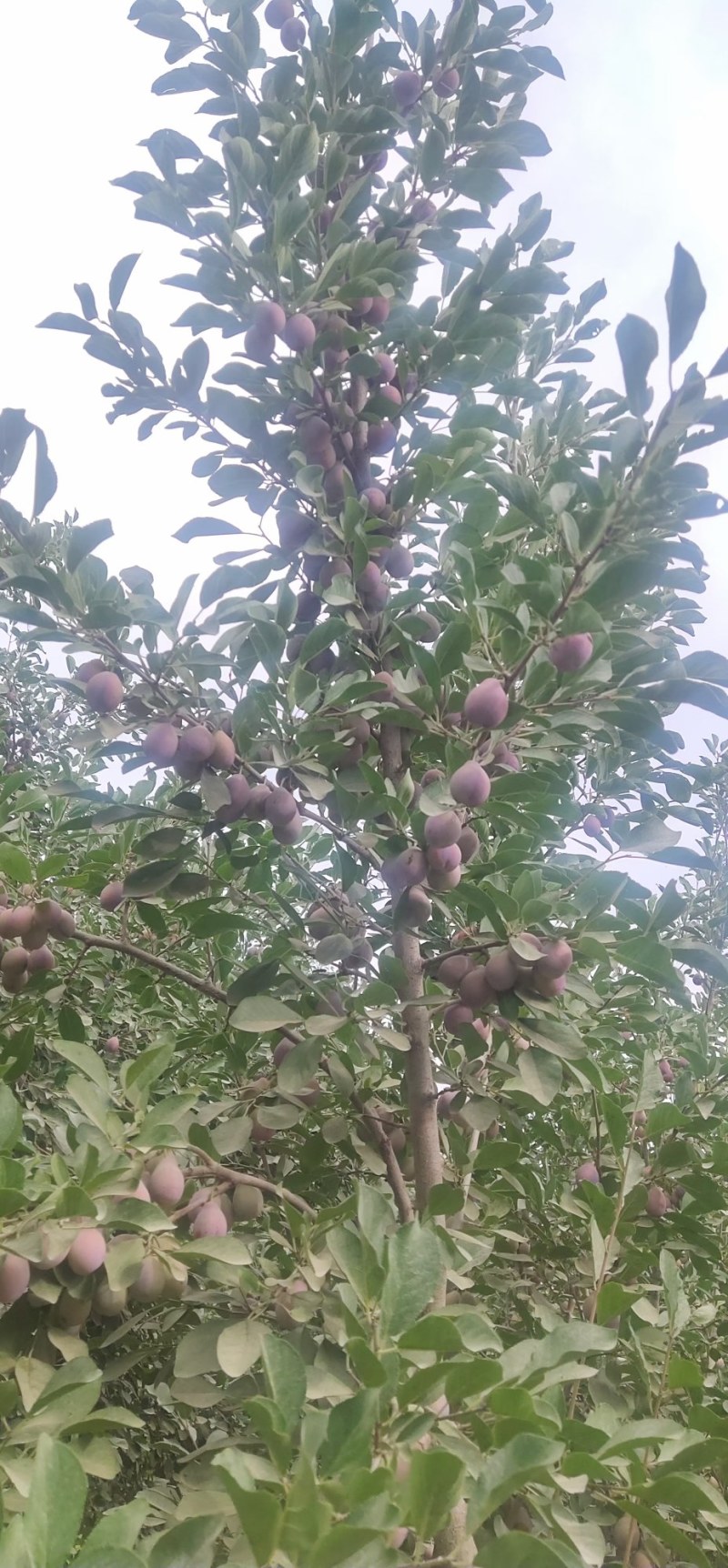 伽师西梅