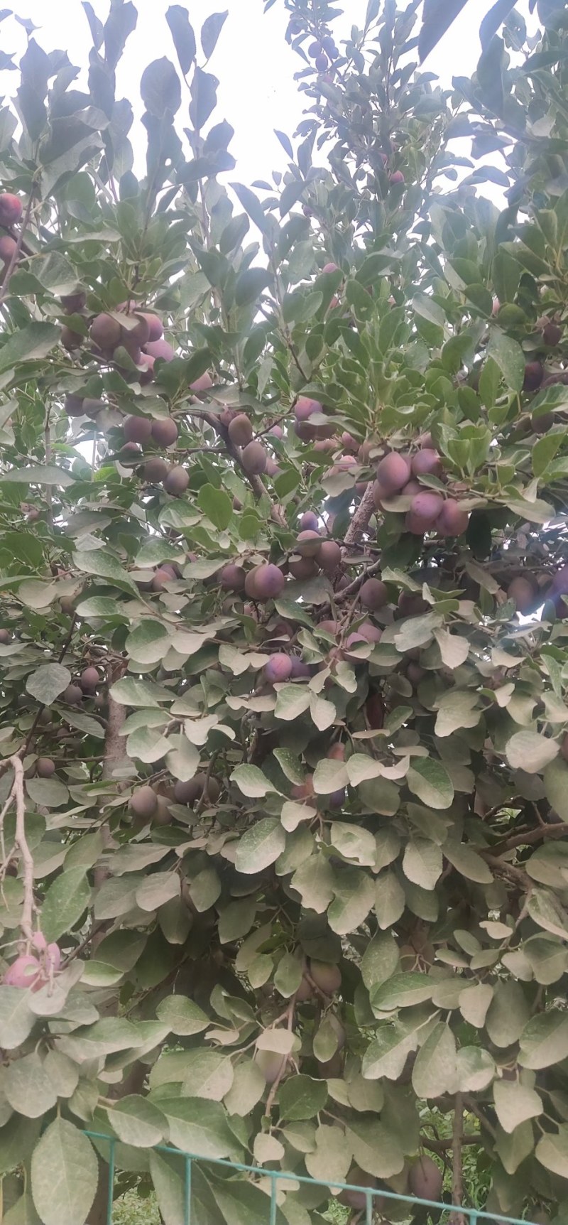 伽师西梅