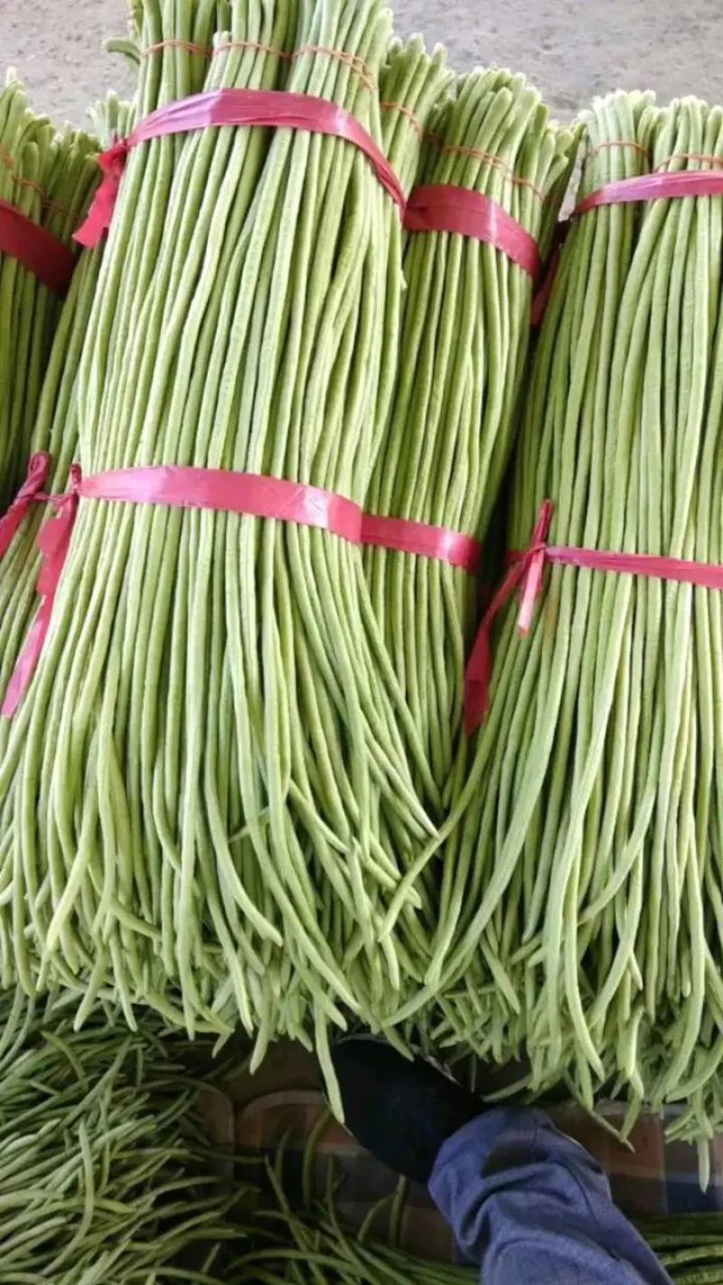 【推荐】精品长豆角，颜色翠绿产地直供代发全国市场商超量大