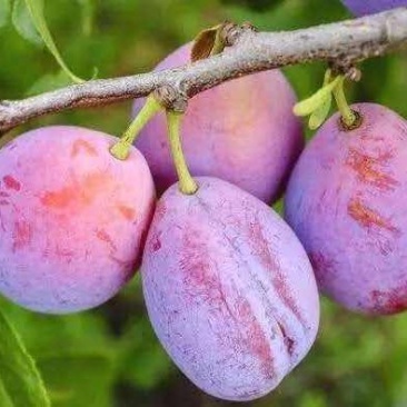伽师西梅