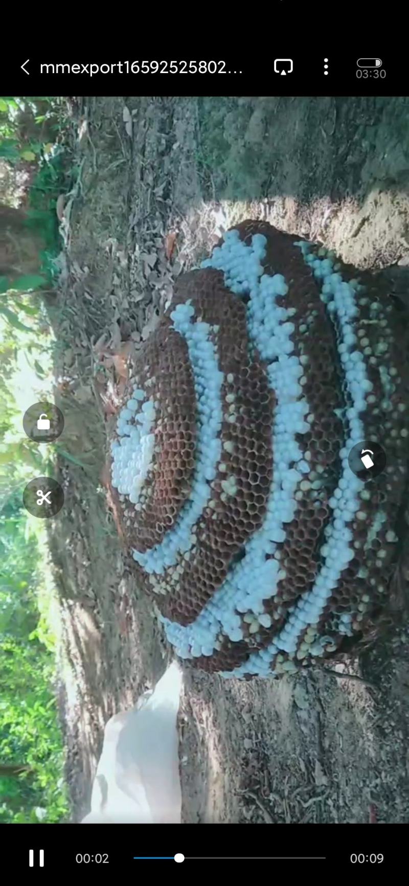 土蜂蜂蛹野生