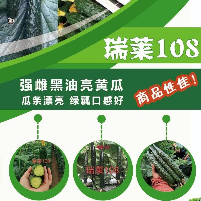 【热卖】早春秋延定植的瑞莱108强雌黑油亮大黄瓜种子包邮到家