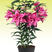 盆栽重瓣玫瑰百合的流行带来新的商机盆栽重瓣百合进入市场