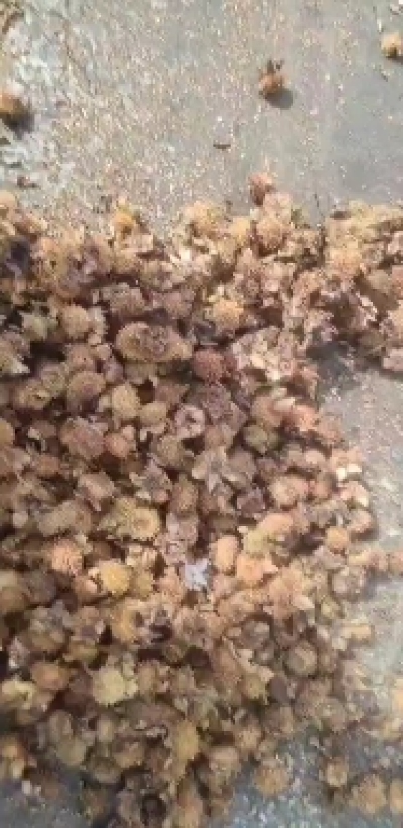 刺梨