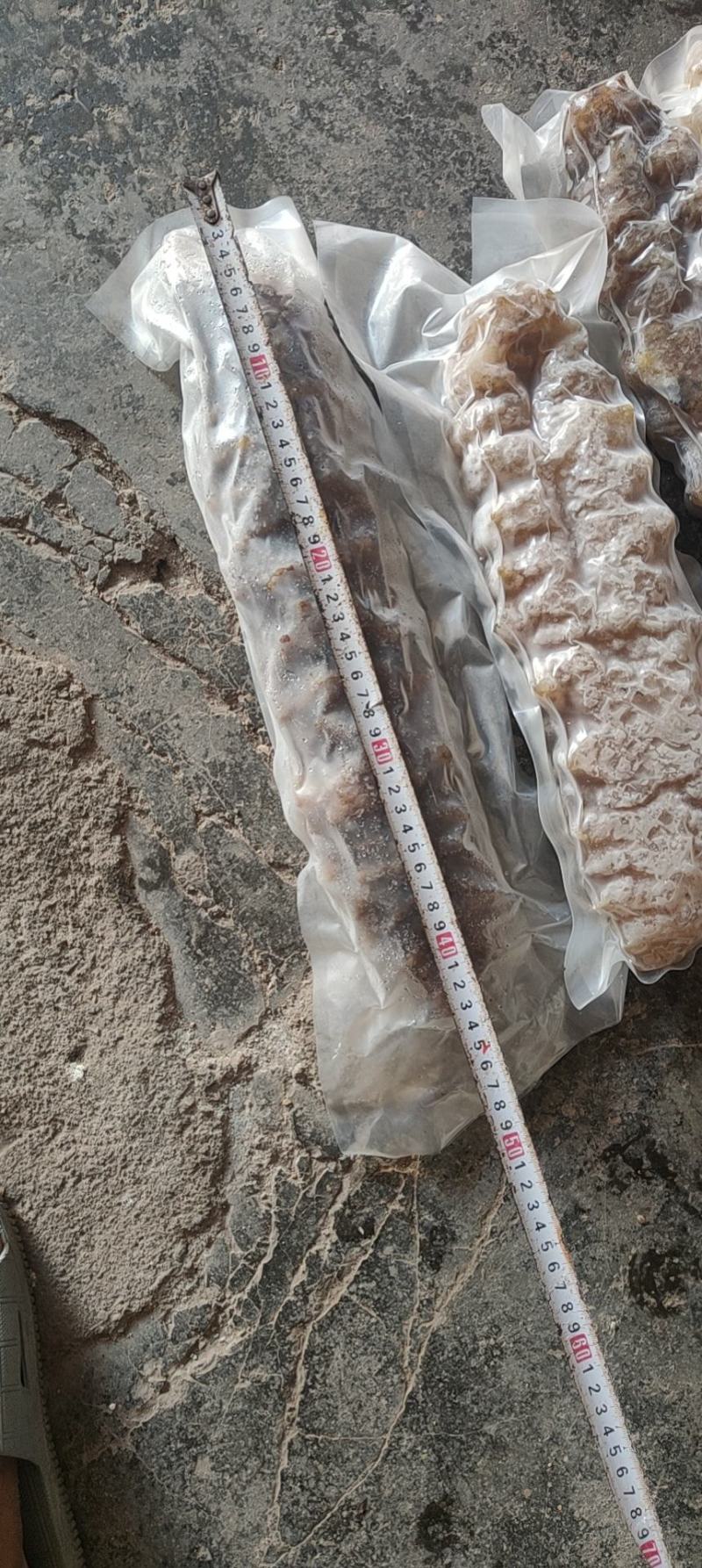 各种海参