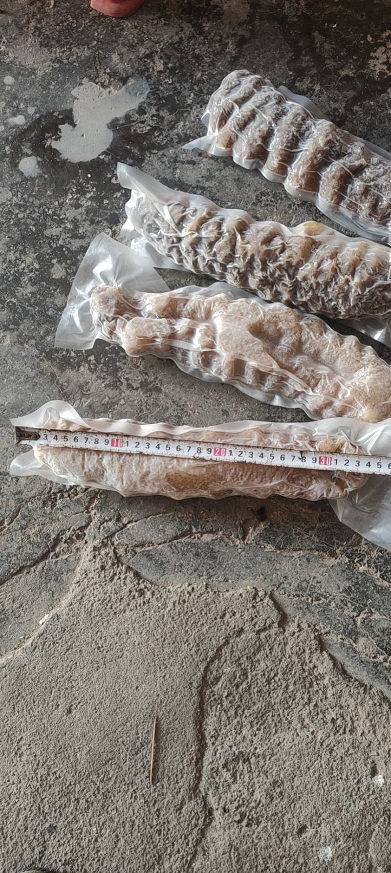 各种海参