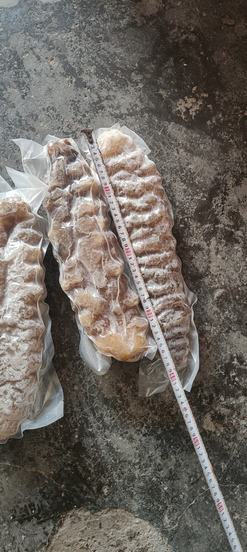 各种海参