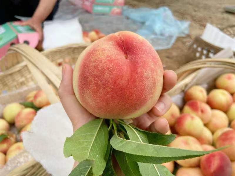 【诚信商家】四川龙泉驿水蜜桃，蜜桃产地直销，诚信经营