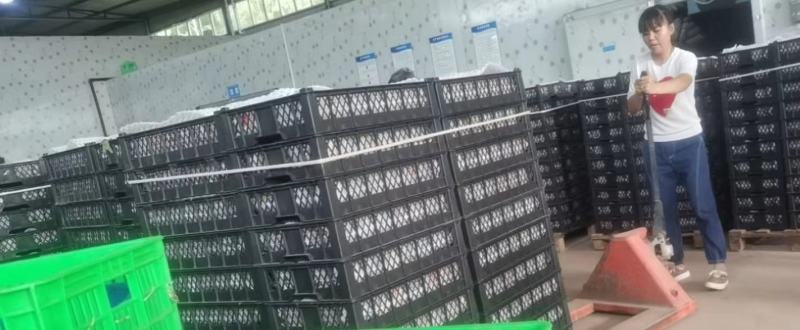 【牛商推荐】四川凤凰水蜜桃桃子产地直发，全国代发