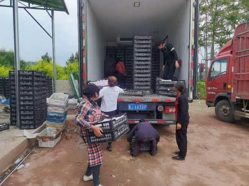 【牛商推荐】四川凤凰水蜜桃桃子产地直发，全国代发