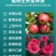 海藻膨果鱼蛋白增产桶装肥瓜果蔬菜柑橘水溶肥防裂果