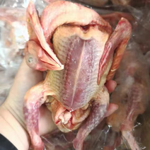 乳鸽原粮乳鸽老鸽子工厂直发鸽子肉常年供应质量保证