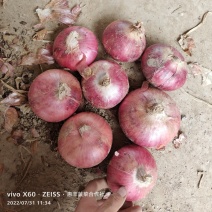 二红洋葱～聊城货～冷库二红洋葱～开库了，卖卖卖～长期有货
