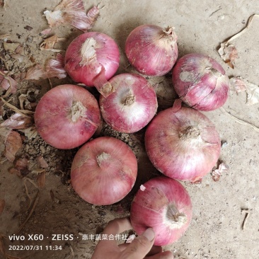 二红洋葱～聊城货～冷库二红洋葱～开库了，卖卖卖～长期有货