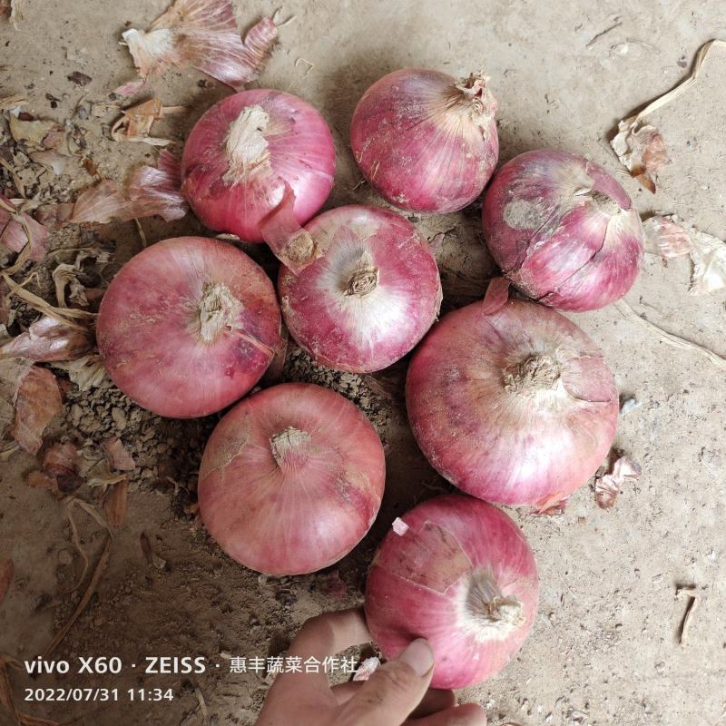 二红洋葱～聊城货～冷库二红洋葱～开库了，卖卖卖～长期有货