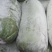 白粉冬瓜