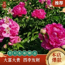 大富贵芍药、山东芍药花大色艳成花率高，盆栽一件代发