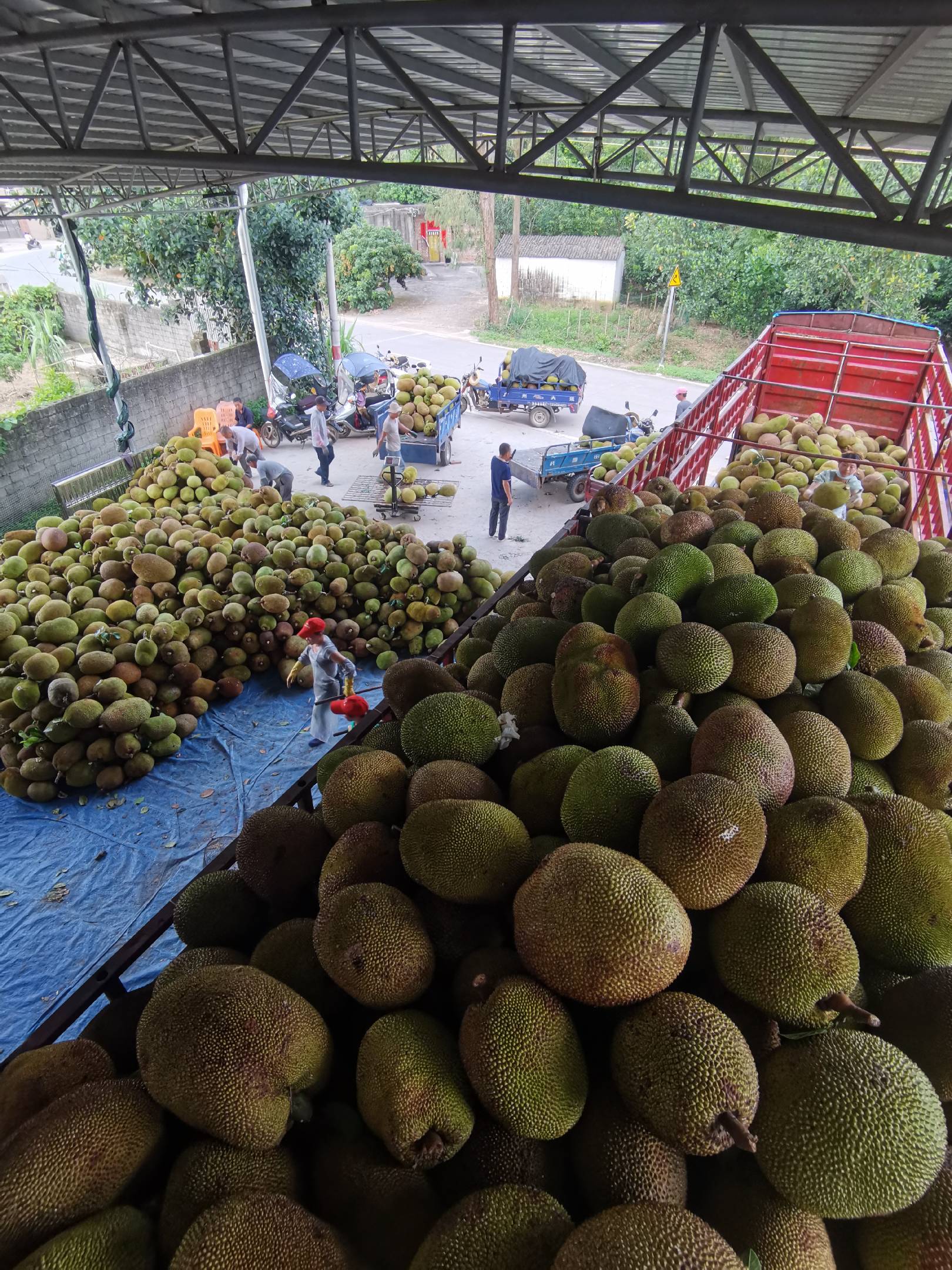 菠萝蜜批发市场在哪里