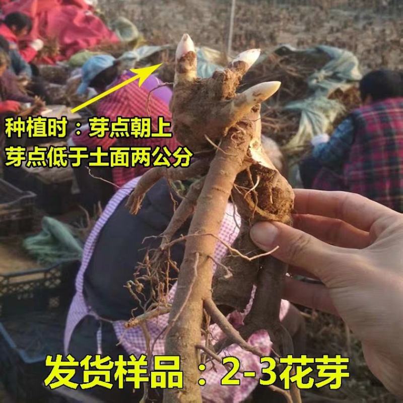 大富贵芍药、山东芍药花大色艳成花率高，盆栽一件代发