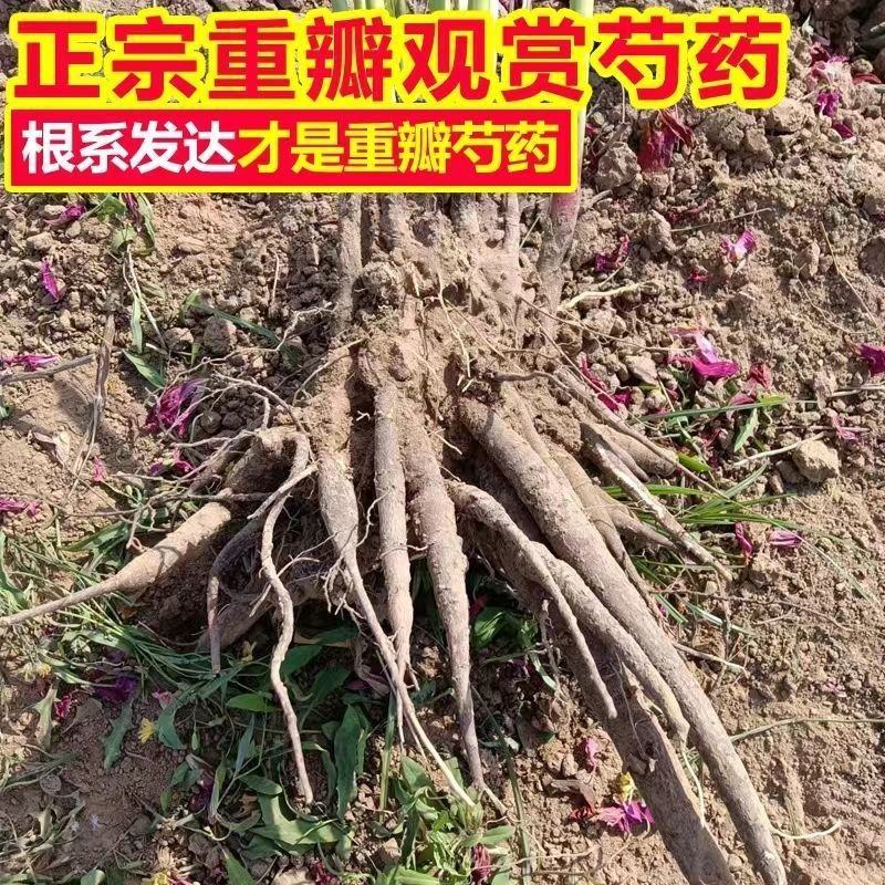 大富贵芍药、山东芍药花大色艳成花率高，盆栽一件代发
