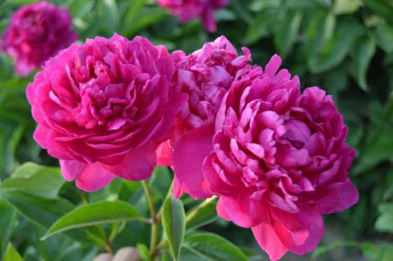 大富贵芍药、山东芍药花大色艳成花率高，盆栽一件代发