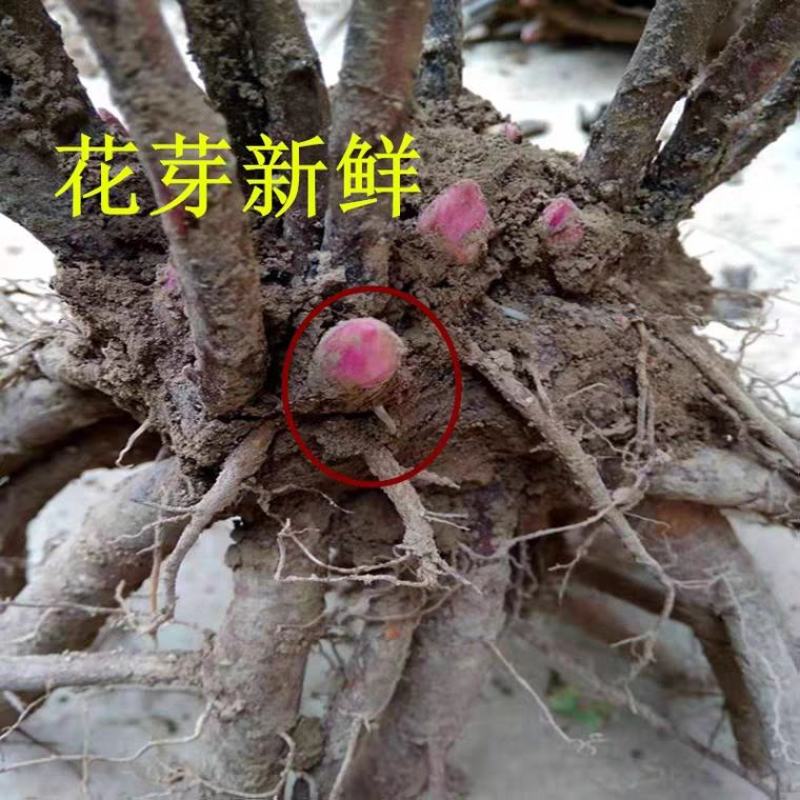 大富贵芍药、山东芍药花大色艳成花率高，盆栽一件代发