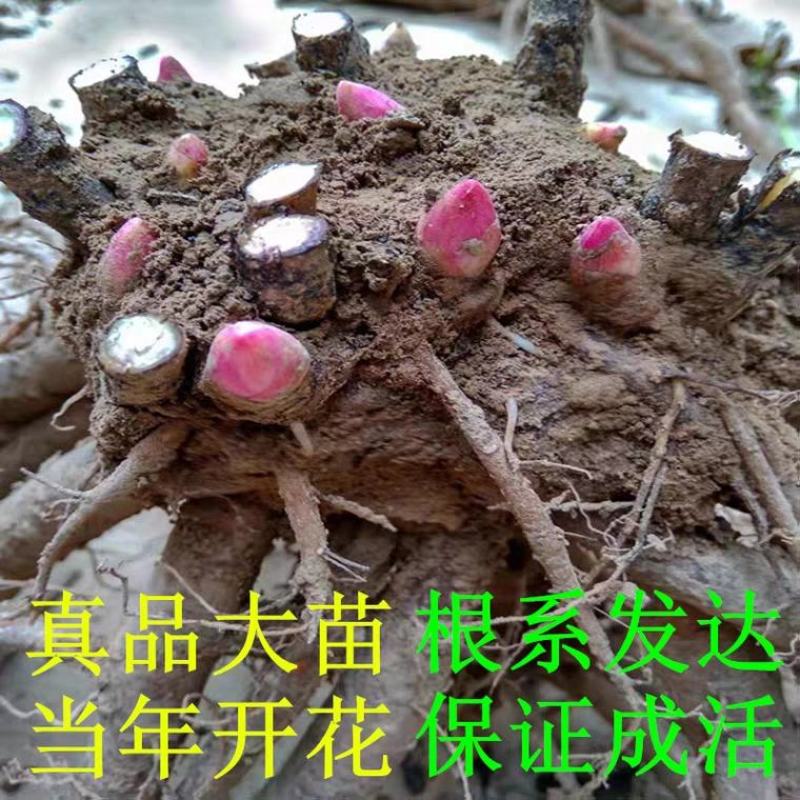 大富贵芍药、山东芍药花大色艳成花率高，盆栽一件代发