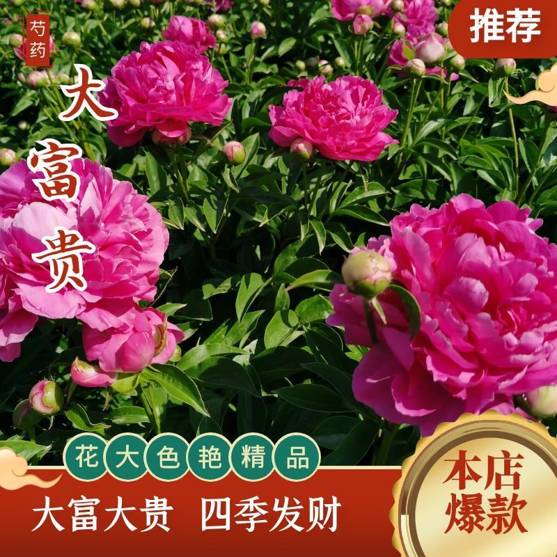 大富贵芍药、山东芍药花大色艳成花率高，盆栽一件代发