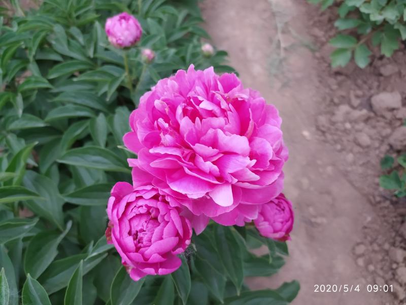 大富贵芍药、山东芍药花大色艳成花率高，盆栽一件代发