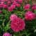大富贵芍药、山东芍药花大色艳成花率高,盆栽一件代发