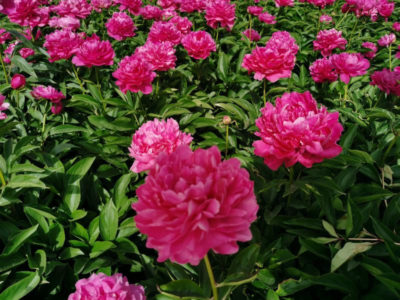 大富贵芍药、山东芍药花大色艳成花率高，盆栽一件代发